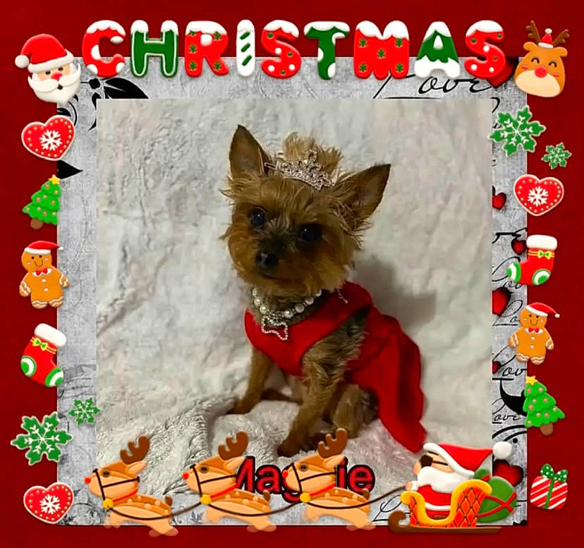 Maggie joined the competition — help win amazing prizes! art, canidae, carnivore, companion_dog, dog, dog_breed, dog_supply, event, fawn, fictional_character, font, liver, pet_supply, rectangle, sporting_group, toy_dog, working_animal