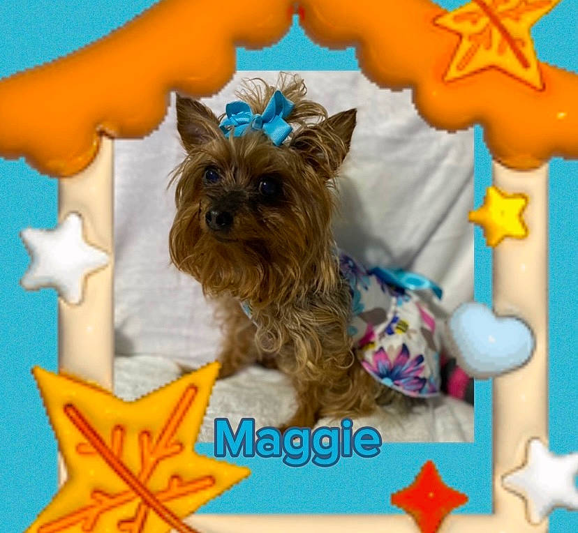 Maggie is registered to the contest to win money with this photo: art, canidae, carnivore, companion_dog, dog, dog_breed, dog_supply, electric_blue, fashion_accessory, fawn, font, liver, mammal, paper_product, pattern, pet_supply, snout, sporting_group, toy_dog, working_animal