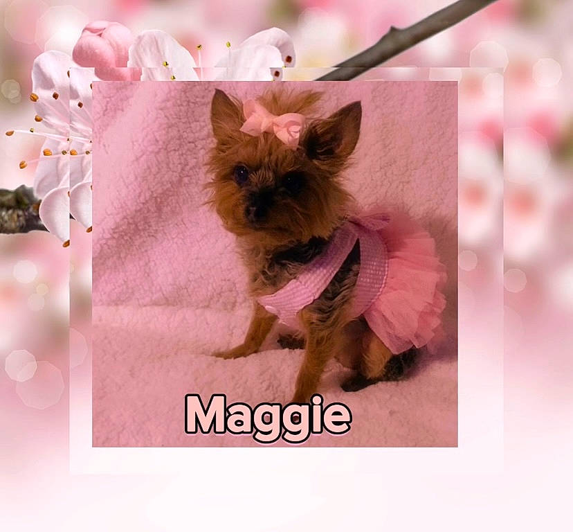 Maggie is registered to the contest to win money with this photo: canidae, carnivore, companion_dog, dog, dog_breed, dog_supply, event, fashion_accessory, fawn, font, fur, magenta, pattern, petal, pink, purple, toy_dog, violet, whiskers, working_animal