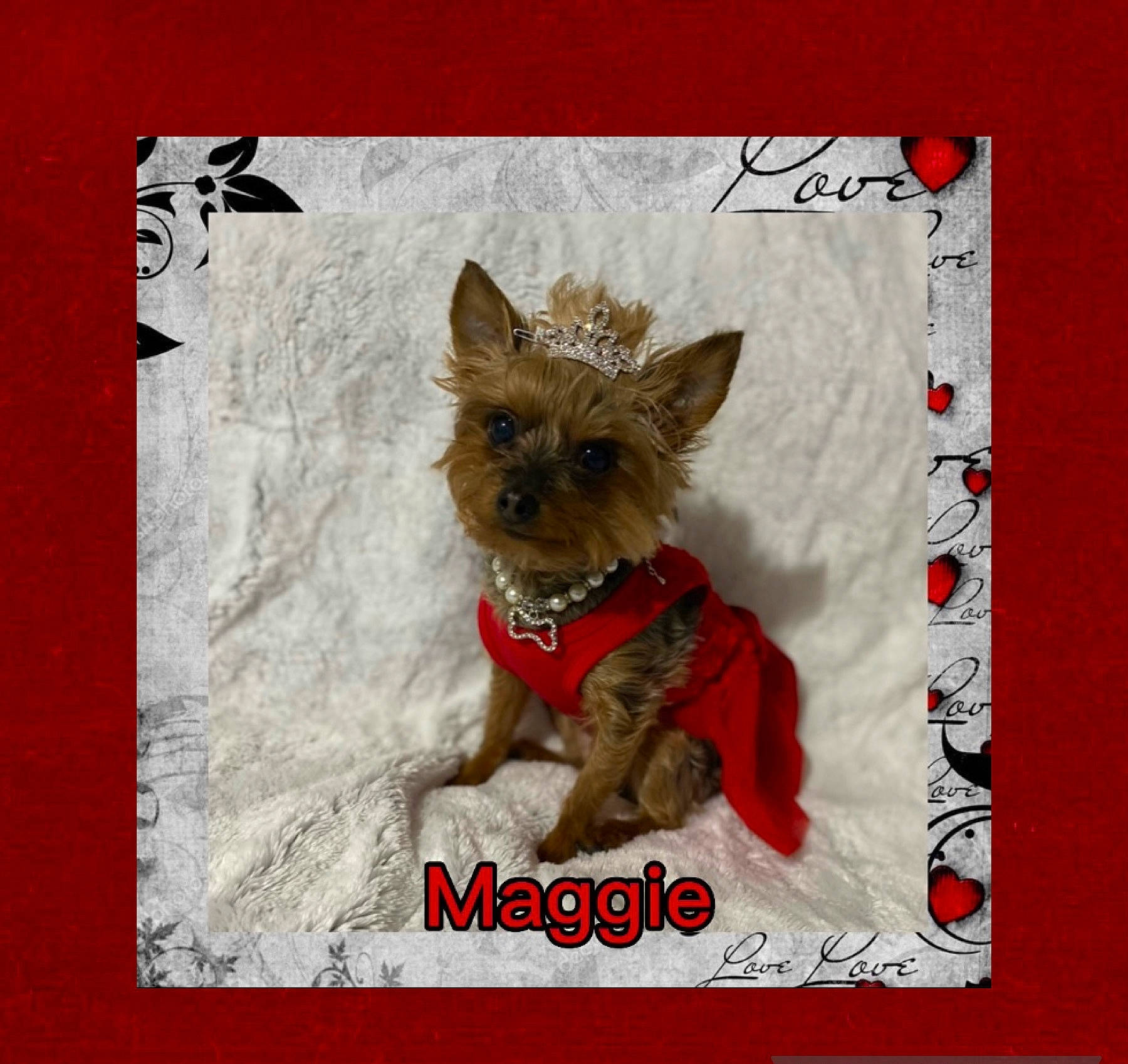 Maggie is registered to the contest to win money with this photo: canidae, carnivore, companion_dog, dog, dog_breed, dog_supply, fashion_accessory, fawn, font, liver, paper, paper_product, pattern, pet_supply, photo_caption, rectangle, snout, sporting_group, toy_dog, working_animal