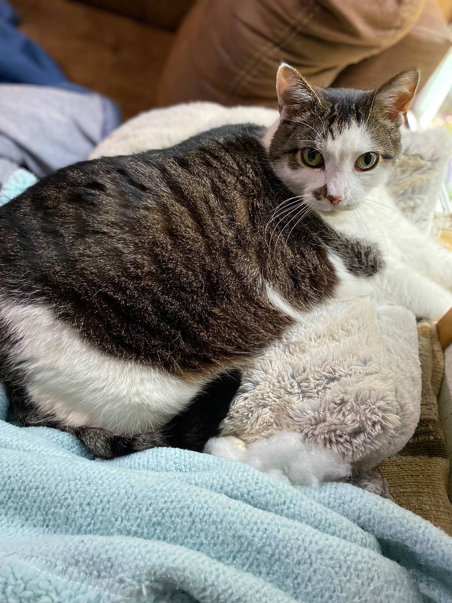 Max is registered to the contest to win money with this photo: carnivore, cat, claw, comfort, domestic_short_haired_cat, felidae, fur, grey, paw, sitting, small_to_medium_sized_cats, snout, tail, terrestrial_animal, whiskers