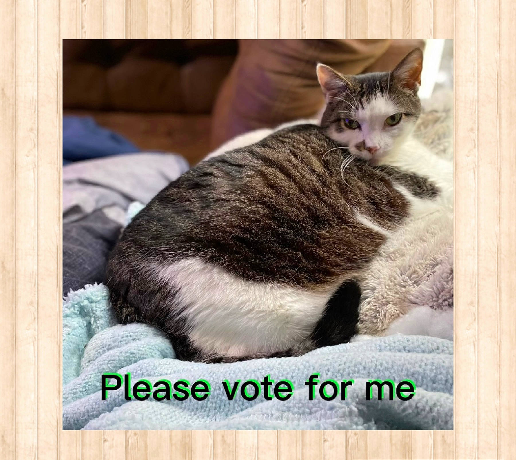 Max joined the competition — help win amazing prizes! art, carnivore, cat, domestic_short_haired_cat, felidae, font, fur, internet_meme, metal, paw, pet_supply, photo_caption, rectangle, small_to_medium_sized_cats, snout, square, stock_photography, tail, whiskers, window