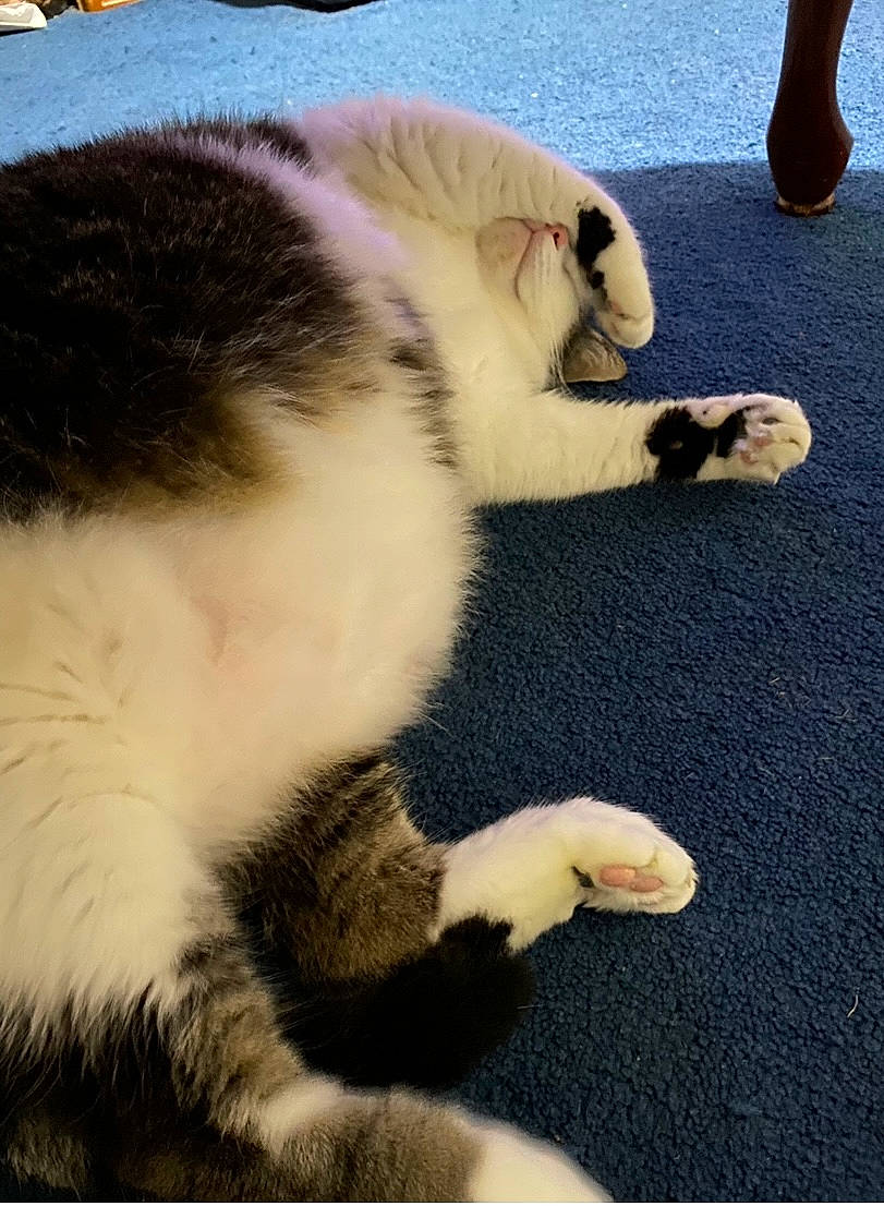 Max joined the competition — help win amazing prizes! carnivore, cat, claw, comfort, companion_dog, dog_breed, domestic_short_haired_cat, fawn, felidae, flooring, foot, fur, mammal, nap, paw, small_to_medium_sized_cats, snout, tail, vertebrate, whiskers