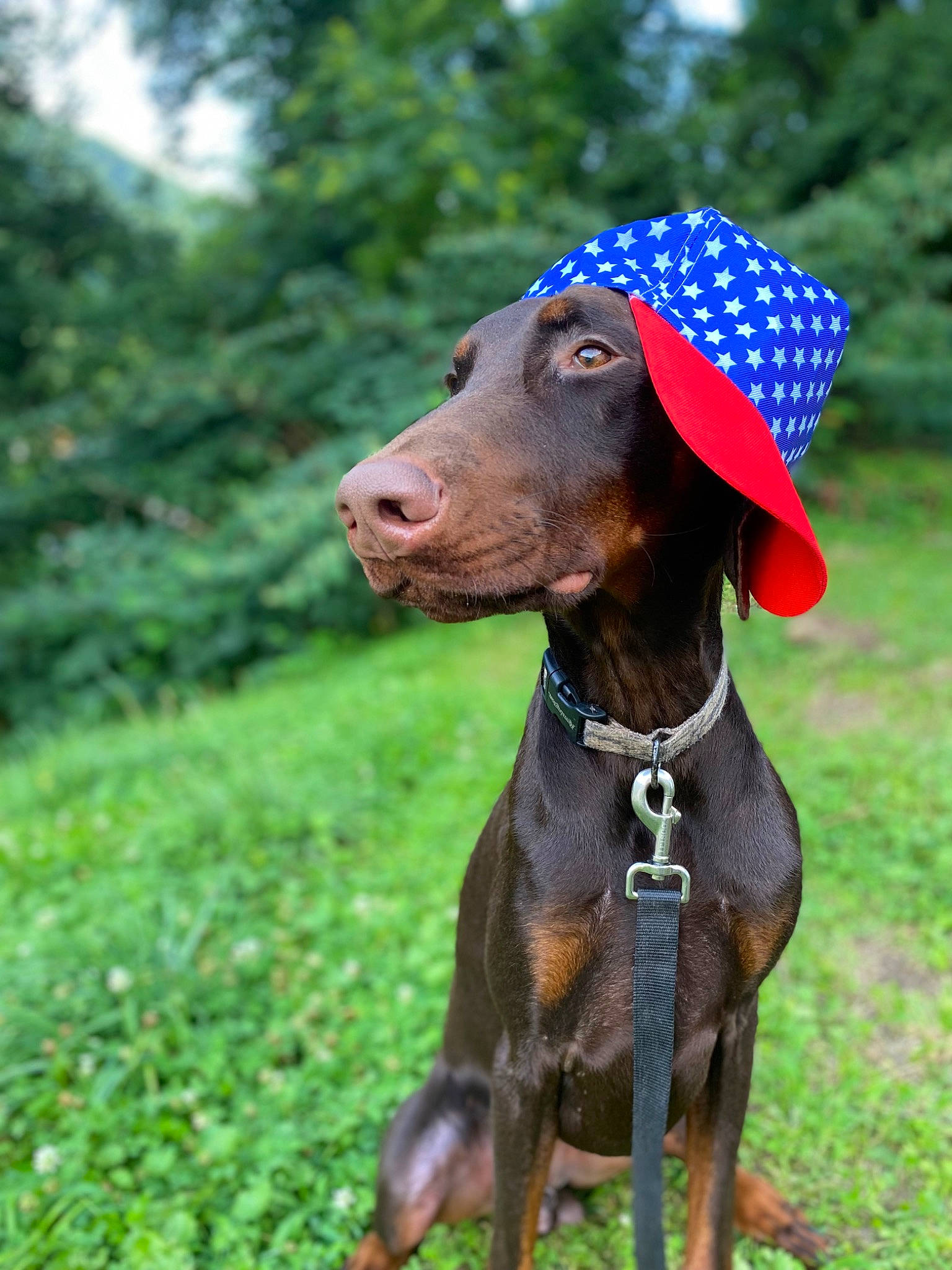 Winston is registered to the contest to win money with this photo: canidae, carnivore, collar, companion_dog, dobermann, dog, dog_breed, dog_collar, dog_supply, fashion_accessory, fawn, grass, liver, pet_supply, plant, sporting_group, terrestrial_animal, tree, working_animal, working_dog