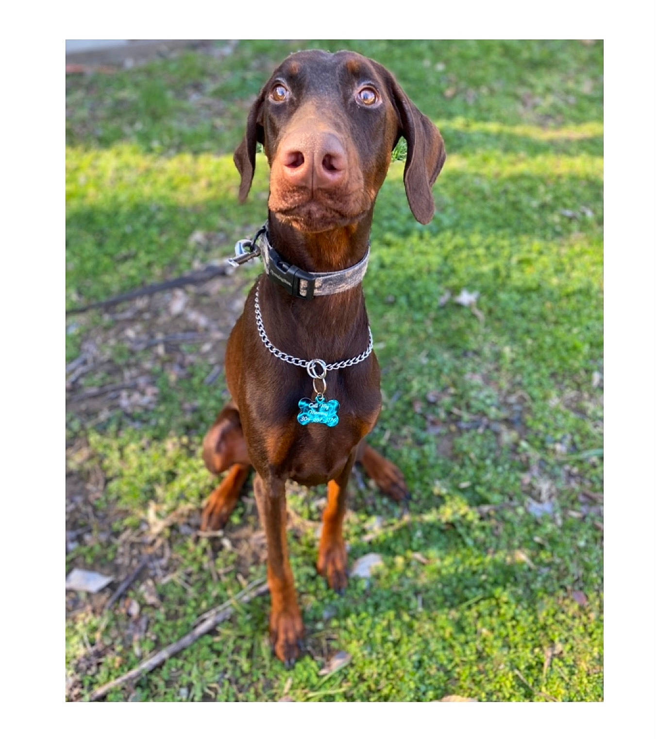 Winston is registered to the contest to win money with this photo: canidae, carnivore, collar, companion_dog, dobermann, dog, dog_breed, dog_collar, fawn, grass, hound, liver, pet_supply, scent_hound, snout, sporting_group, terrestrial_animal, whiskers, working_animal, working_dog