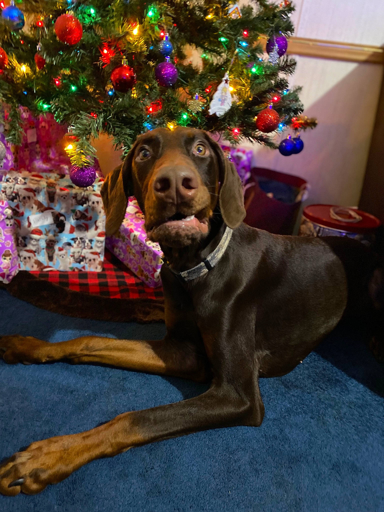 Winston joined the competition — help win amazing prizes! carnivore, christmas, christmas_decoration, christmas_ornament, christmas_tree, collar, companion_dog, dog, dog_breed, dog_collar, event, fawn, gun_dog, liver, ornament, plant, snout, tree, wood, working_animal