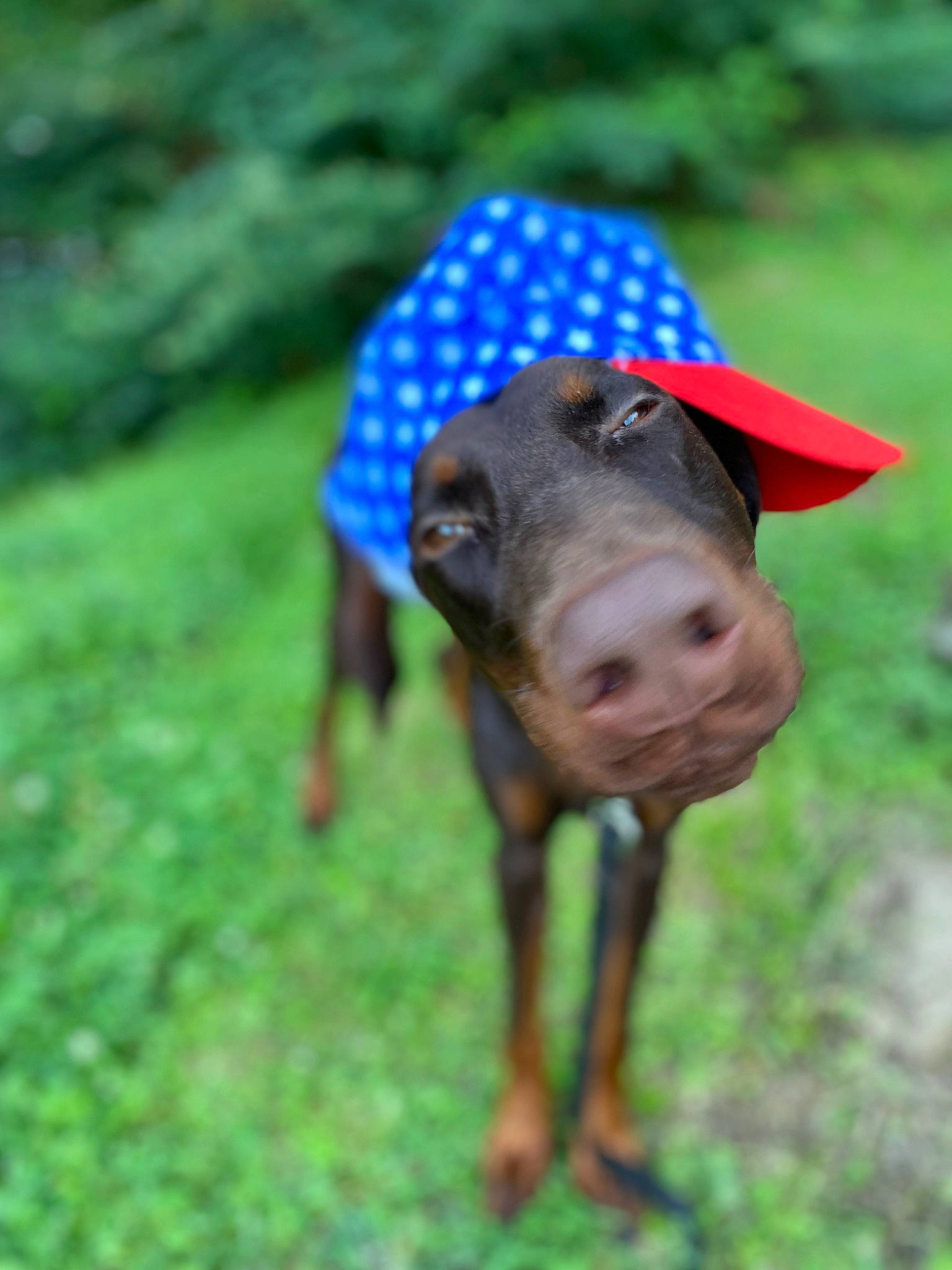 Winston joined the competition — help win amazing prizes! canidae, carnivore, dog, dog_breed, dog_supply, electric_blue, fashion_accessory, fawn, grass, grassland, groundcover, hunting_dog, liver, pet_supply, plant, snout, sporting_group, terrestrial_animal, wildlife, working_animal