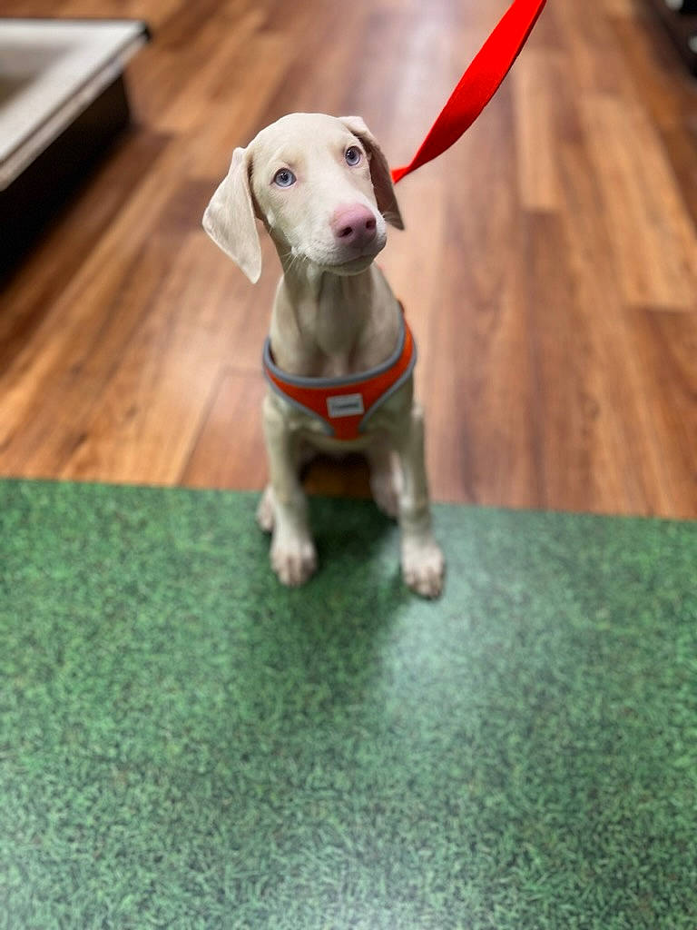 Phoebe joined the competition — help win amazing prizes! carnivore, collar, companion_dog, dog, dog_breed, dog_collar, dog_supply, fawn, flooring, grass, hardwood, hound, pet_supply, snout, sporting_group, tail, terrestrial_animal, toy, wood, working_animal