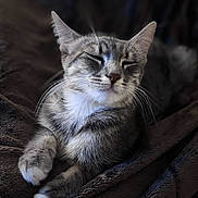 Calli a rejoint le concours — aidez-le/la à gagner de superbes lots ! cat, gray_tabby, white_paws, white_chest, sleeping, cozy, blanket, plush, fur, whiskers, pet, animal, domestic_cat, relaxed, closeup, indoor, feline, cute, resting, peaceful