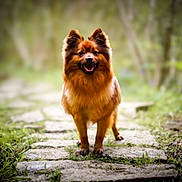 Olaf a rejoint le concours — aidez-le/la à gagner de superbes lots ! animal, blurred_background, canine, cute, daylight, dog, forest, fur, grass, greenery, happy, mammal, nature, outdoor, path, pet, portrait, smiling, stone_path, walking