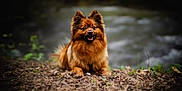 Olaf a rejoint le concours — aidez-le/la à gagner de superbes lots ! animal, brown, canine, cute, dog, ears_up, forest, friendly, fur, happy, laying, leaves, mammal, nature, outdoor, pet, portrait, river, smile, water