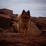 Olaf participe au concours pour gagner de l'argent avec cette photo : alert, animal, brown, canine, cloudy_sky, daytime, dog, friendly, fur, landscape, looking, mammal, nature, outdoor, pet, rock, scenery, standing, terrain, wild