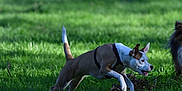 Cooper a rejoint le concours — aidez-le/la à gagner de superbes lots ! active, animal, canine, collar, daylight, dog, field, fur, grass, green, happy, jumping, mammal, nature, outdoor, park, pet, playful, running, summer