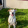 Cooper a rejoint le concours — aidez-le/la à gagner de superbes lots ! animal, building, canine, daylight, dog, ears, face, fur, grass, greenery, happy, outdoor, pet, shadow, sitting, smiling, sunlight, tongue_out, window, yard