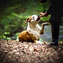 Cooper participe au concours pour gagner de l'argent avec cette photo : animal, blurred_background, brown, canine, companion, dog, forest, ground_cover, hand, interaction, leafy_ground, mammal, nature, outdoor, paw, person, pet, playful, trust, white
