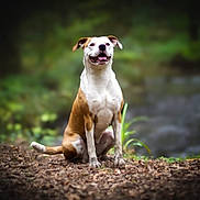 Cooper participe au concours pour gagner de l'argent avec cette photo : animal, blurred_background, brown_and_white, canine, daylight, dog, ears, forest, fur, ground, happy, leaf_litter, mammal, nature, outdoor, pet, sitting, smiling, tail, tongue_out