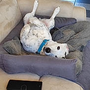 Malco participe au concours pour gagner de l'argent avec cette photo : black_spots, blanket, blue_collar, cozy, cushion, dog, domestic_animal, floor_tiles, furniture, happy, home, indoor, looking_at_camera, pet_bed, phone_case, relaxed, resting, sofa, upside_down, white_dog