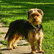 Youki participe au concours pour gagner de l'argent avec cette photo : dog, small_dog, outdoor, grass, path, sunlight, pet, animal, scruffy_coat, collar, brown, black, fur, ears, tail, standing, alert, nature, daytime, canine