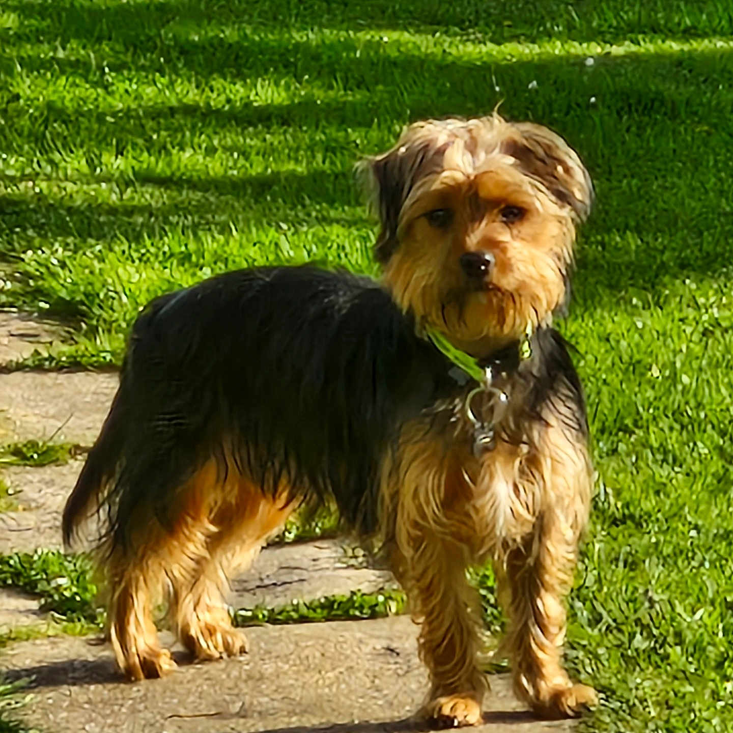 Youki participe au concours pour gagner de l'argent avec cette photo : dog, small_dog, outdoor, grass, path, sunlight, pet, animal, scruffy_coat, collar, brown, black, fur, ears, tail, standing, alert, nature, daytime, canine