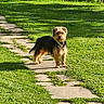 Youki a rejoint le concours — aidez-le/la à gagner de superbes lots ! alert, animal, canine, collar, curious, daylight, dog, fur, garden, grass, greenery, nature, outdoor, path, pet, scruffy_coat, small_dog, standing, sunlight, walking_path