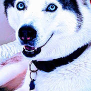 Mia joined the competition — help win amazing prizes! animal, bed, blanket, blue_eyes, canine, close_up, collar, dog, domestic_animal, ears, fur, husky, indoors, muzzle, nose, pet, portrait, smile, tag, teeth