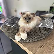 Blue participe au concours pour gagner de l'argent avec cette photo : cat, blue_eyes, pet_bed, gray_blanket, crossed_paws, wooden_table, indoor, living_room, furniture, cozy, relaxed, fluffy, domestic_cat, blurred_background, soft_lighting, animal, resting, comfortable, houseplant, modern_interior