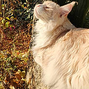 Paco participe au concours pour gagner de l'argent avec cette photo : cat, fluffy, cream_color, outdoor, sunlight, nature, stone_wall, leaves, autumn, whiskers, feline, peaceful, close_up, mammal, animal, portrait, relaxed, profile, soft_fur, daylight