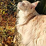 cat, fluffy, cream_color, outdoor, sunlight, nature, stone_wall, leaves, autumn, whiskers, feline, peaceful, close_up, mammal, animal, portrait, relaxed, profile, soft_fur, daylight