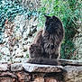 animal, black_cat, cat, daylight, feline, fluffy, fur, garden, greenery, ivy, looking_away, nature, outdoor, peaceful, pet, quiet, sitting, stone, stone_wall, wildlife