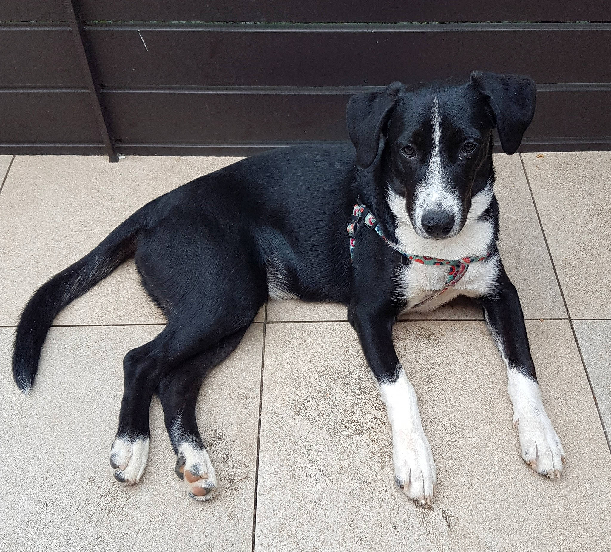 Lena participe au concours pour gagner de l'argent avec cette photo : borador, canidae, carnivore, collar, companion_dog, dog, dog_breed, dog_collar, dog_supply, hunting_dog, non_sporting_group, paw, pet_supply, snout, sporting_group, tail, working_animal, working_dog