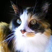 Jinger is registered to the contest to win money with this photo: animal, calico, cat, close_up, cute, domestic_cat, face, feline, fluffy, fur, green_eyes, indoor, long_hair, looking_away, muzzle, nostrils, pet, portrait, soft_light, whiskers