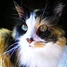 animal, calico, cat, close_up, cute, domestic_cat, face, feline, fluffy, fur, green_eyes, indoor, long_hair, looking_away, muzzle, nostrils, pet, portrait, soft_light, whiskers