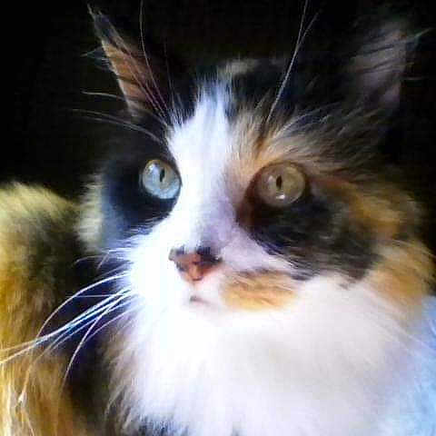 Jinger is registered to the contest to win money with this photo: animal, calico, cat, close_up, cute, domestic_cat, face, feline, fluffy, fur, green_eyes, indoor, long_hair, looking_away, muzzle, nostrils, pet, portrait, soft_light, whiskers