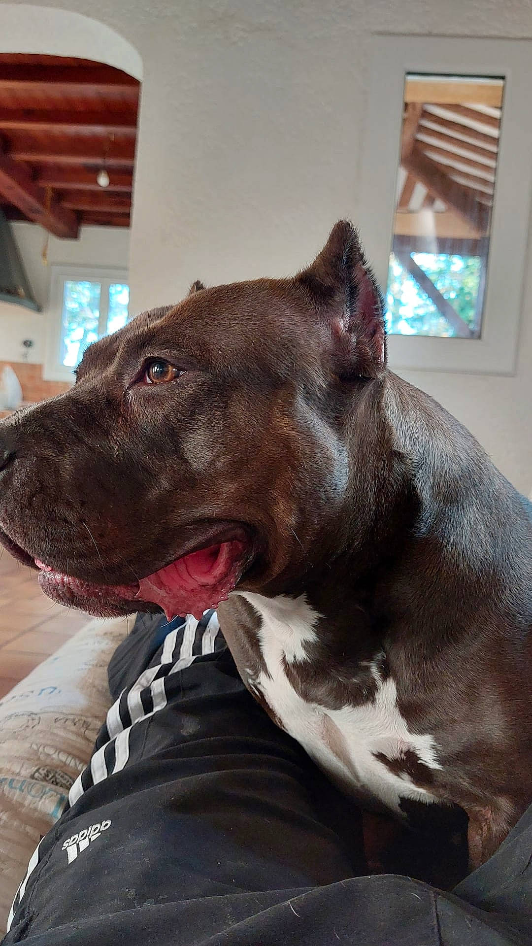 Trinity a rejoint le concours — aidez-le/la à gagner de superbes lots ! canidae, carnivore, collar, companion_dog, dog, dog_breed, dog_collar, ear, fawn, fur, giant_dog_breed, guard_dog, jaw, liver, snout, sporting_group, whiskers, window, working_animal, working_dog