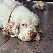 Atol participe au concours pour gagner de l'argent avec cette photo : animal, brown_spots, cabinet, canine, close_up, dog, domestic, floor, fur, home, indoor, pet, plush_toy, quiet, relaxation, resting, sleeping, tv_stand, white_fur, wooden_floor