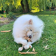 Pilou a rejoint le concours — aidez-le/la à gagner de superbes lots ! animal, canine, chewing, dog, fluffy, garden, giraffe_toy, grass, greenery, nature, outdoor, peaceful, pet, playing, plush_toy, summer, sunlight, toy, tree, white_dog