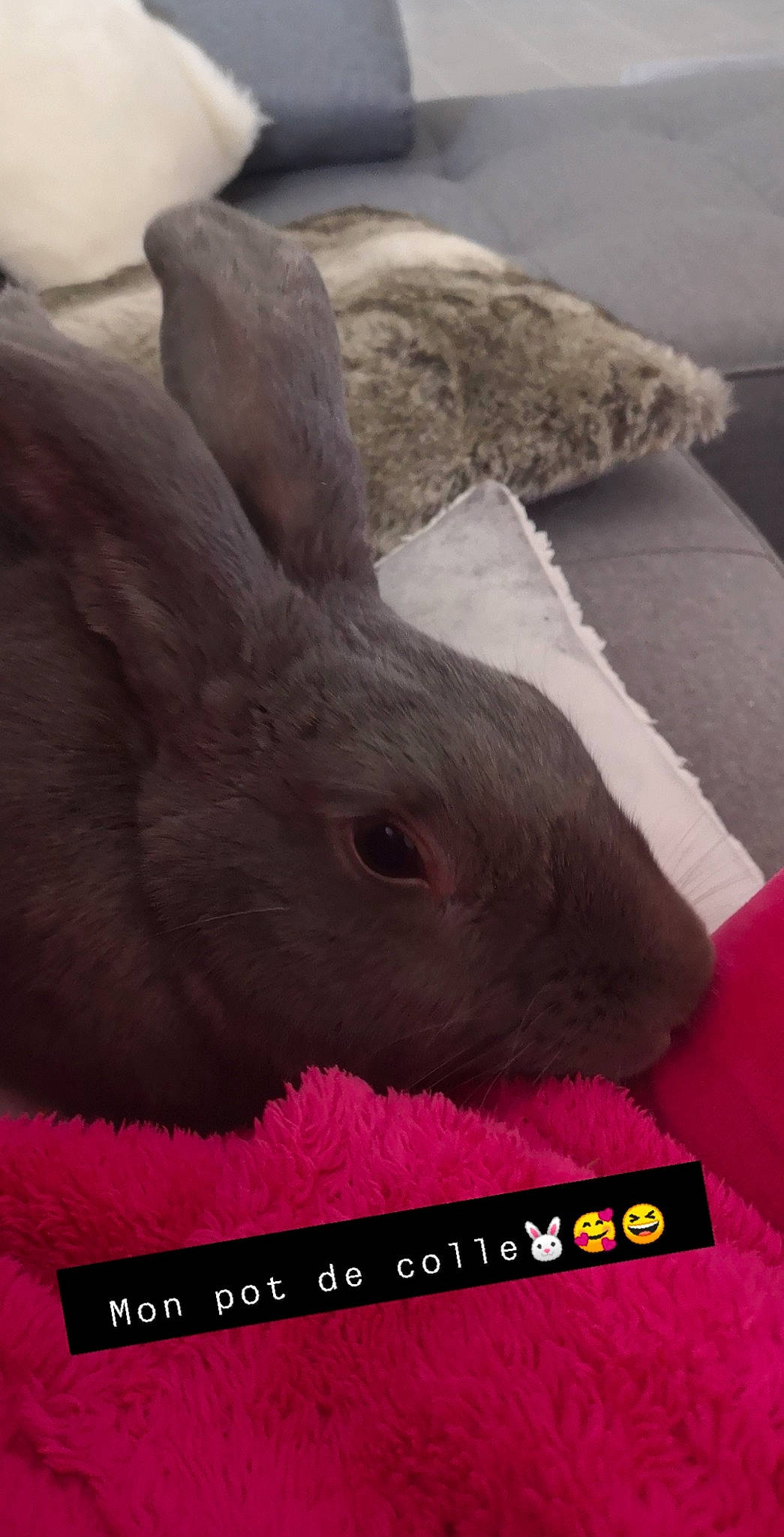 Nala participe au concours pour gagner de l'argent avec cette photo : beige, brown, domestic_rabbit, fawn, fur, hare, magenta, organism, rabbit, rabbits_and_hares, skin, snout