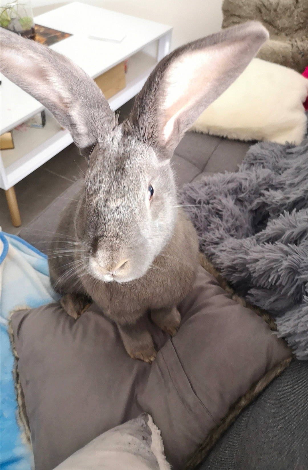 Nala participe au concours pour gagner de l'argent avec cette photo : beige, domestic_rabbit, ear, easter_bunny, fawn, fur, hare, rabbit, rabbits_and_hares, snout, whiskers