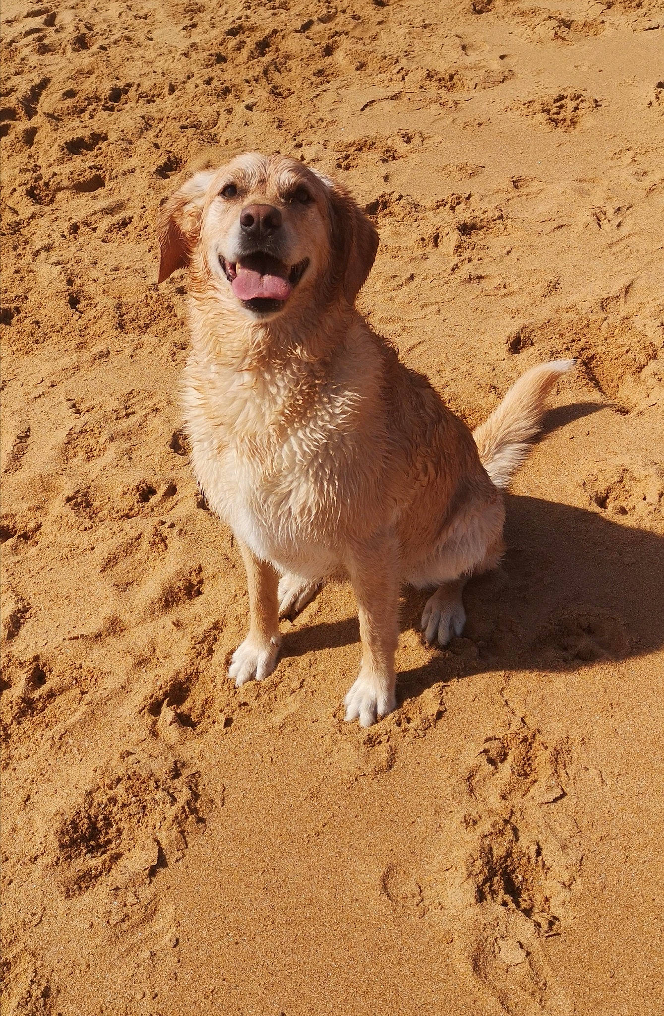 GUESS a rejoint le concours — aidez-le/la à gagner de superbes lots ! canidae, carnivore, dog, dog_breed, fawn, mammal, sand, soil, sporting_group