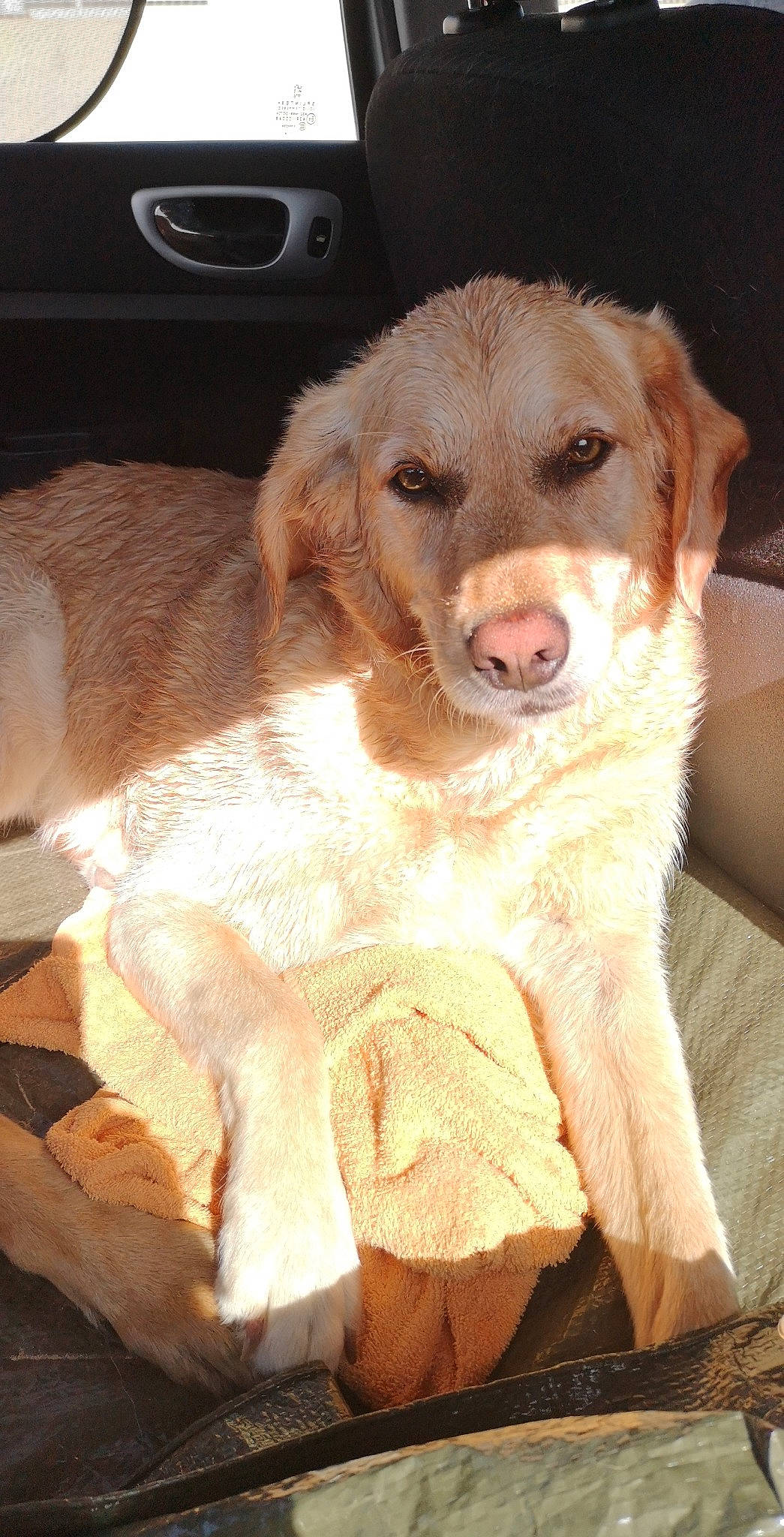 GUESS a rejoint le concours — aidez-le/la à gagner de superbes lots ! canidae, carnivore, companion_dog, dog, dog_breed, fawn, golden_retriever, labrador_retriever, mammal, nova_scotia_duck_tolling_retriever, puppy, retriever, sporting_group, vertebrate