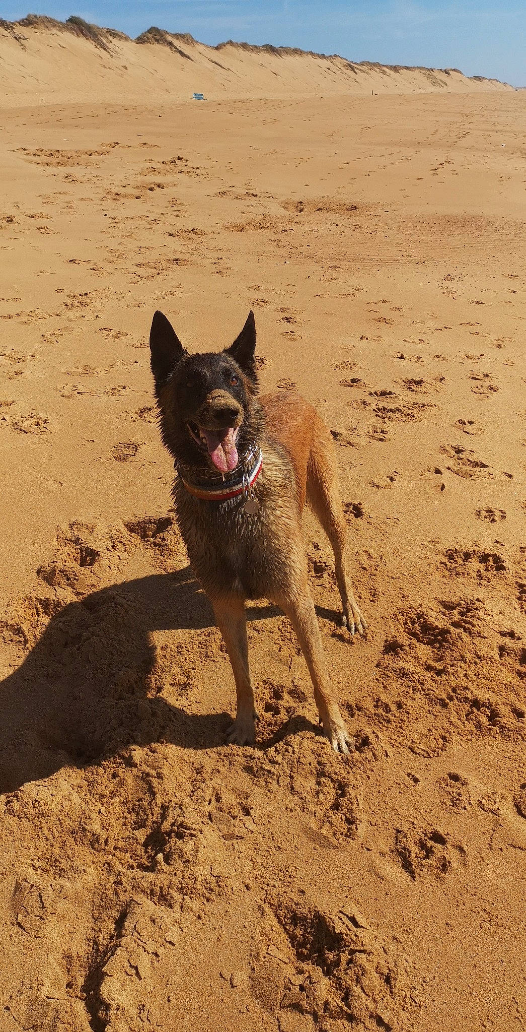 Lascar a rejoint le concours — aidez-le/la à gagner de superbes lots ! australian_kelpie, canidae, carnivore, dog, dog_breed, formosan_mountain_dog, hunting_dog, mammal, sand, vertebrate, working_dog