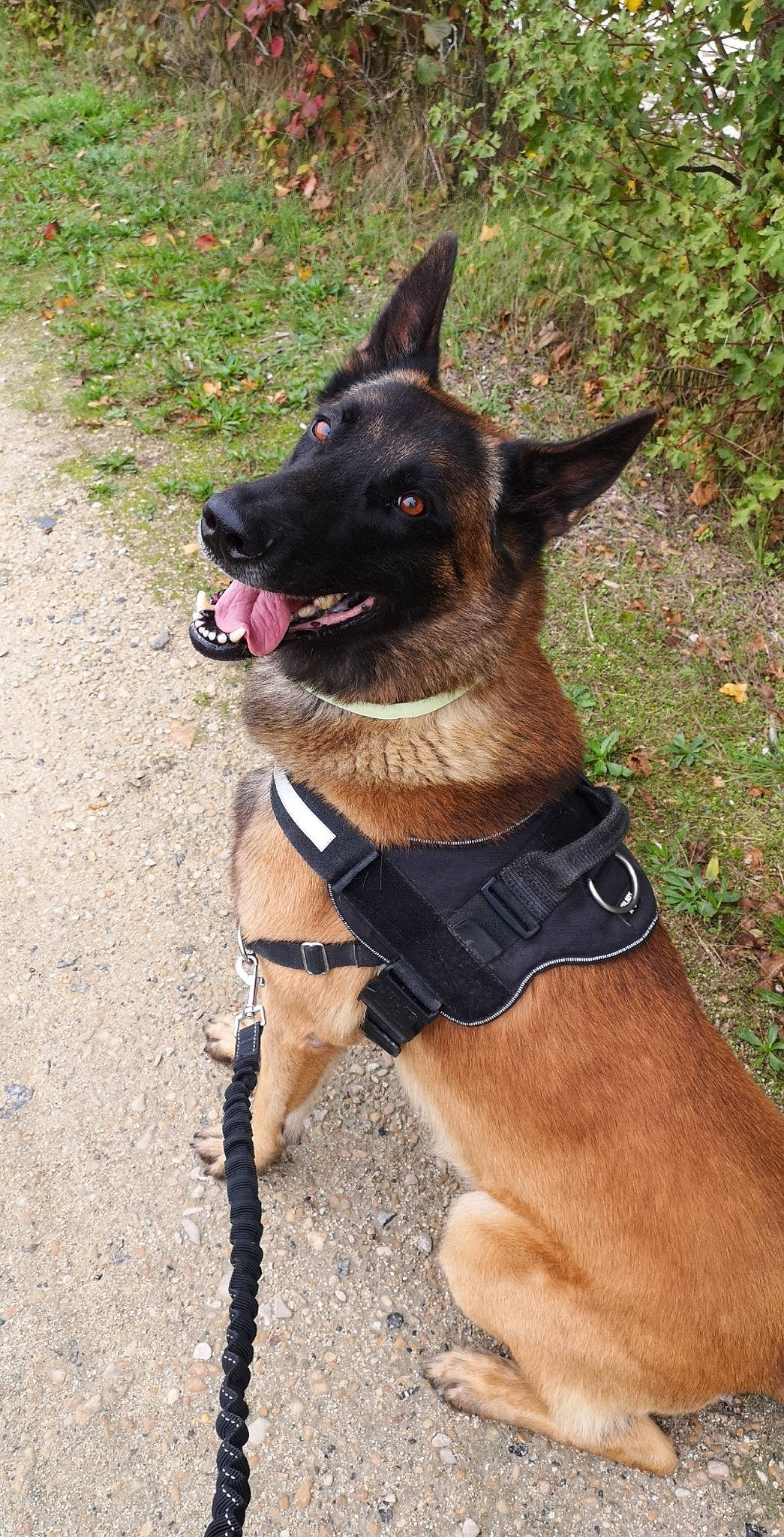 Lascar participe au concours pour gagner de l'argent avec cette photo : belgian_shepherd, belgian_shepherd_malinois, canidae, carnivore, collar, dog, dog_breed, dog_collar, dutch_shepherd_dog, fawn, formosan_mountain_dog, leash, mammal, police_dog, rare_breed_dog, snout, vertebrate, working_dog