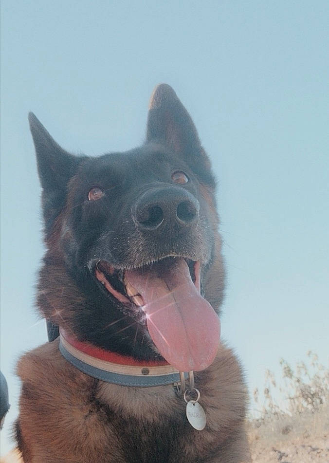 Lascar a rejoint le concours — aidez-le/la à gagner de superbes lots ! belgian_shepherd, black_norwegian_elkhound, bohemian_shepherd, canidae, carnivore, dog, dog_breed, dutch_shepherd_dog, formosan_mountain_dog, groenendael, king_shepherd, kunming_wolfdog, mammal, mudi, schipperke, shiloh_shepherd_dog, snout, tamaskan_dog, tervuren, vertebrate