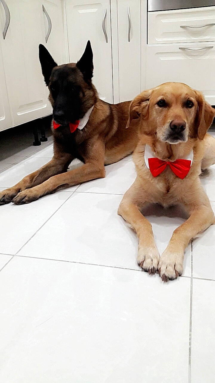 Lascar participe au concours pour gagner de l'argent avec cette photo : canidae, carnivore, companion_dog, dog, dog_breed, fawn, floor, labrador_retriever, mammal, paw, puppy, rare_breed_dog, snout, sporting_group