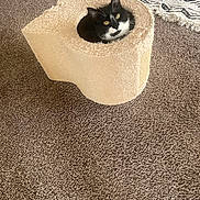 Luna is registered to the contest to win money with this photo: animal, black_and_white, blanket, carpet, cat, cat_bed, cozy, cube_bed, cute, ears, eyes, face, feline, floor, home, indoor, pet, portrait, tuxedo_cat, whiskers