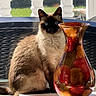 cat, siamese_cat, pet, animal, portrait, sitting, blue_eyes, pointed_ears, fluffy, fur, window, sunlight, outdoor, balcony, vase, glass, decor, table, reflection, indoor
