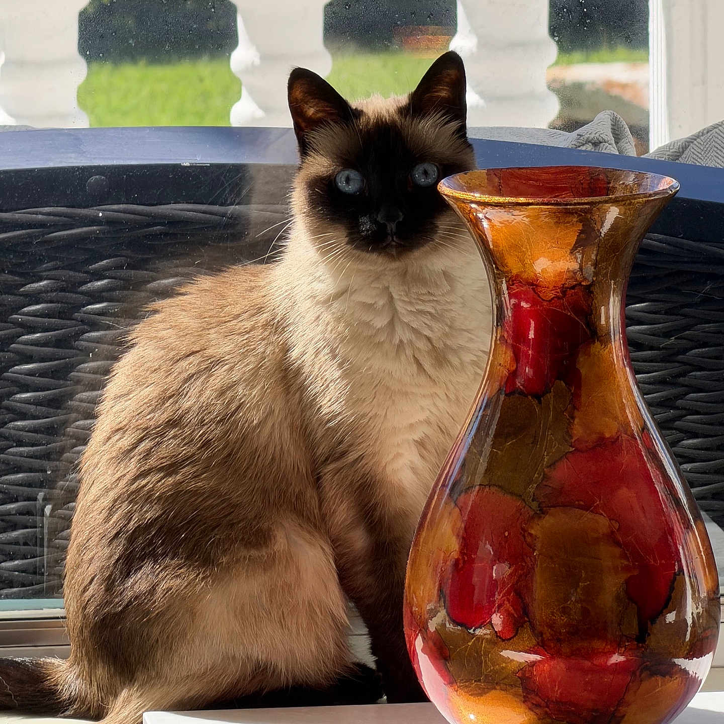 Genesis is registered to the contest to win money with this photo: cat, siamese_cat, pet, animal, portrait, sitting, blue_eyes, pointed_ears, fluffy, fur, window, sunlight, outdoor, balcony, vase, glass, decor, table, reflection, indoor