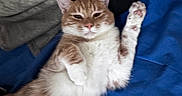 Bean joined the competition — help win amazing prizes! cat, orange_cat, white_cat, pet, lying_down, paw, blanket, blue_bedspread, indoor, feline, cute, relaxed, fur, animal, whiskers, sleepy, cozy, paw_raised, resting, domestic_cat