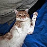 cat, orange_cat, white_cat, pet, lying_down, paw, blanket, blue_bedspread, indoor, feline, cute, relaxed, fur, animal, whiskers, sleepy, cozy, paw_raised, resting, domestic_cat
