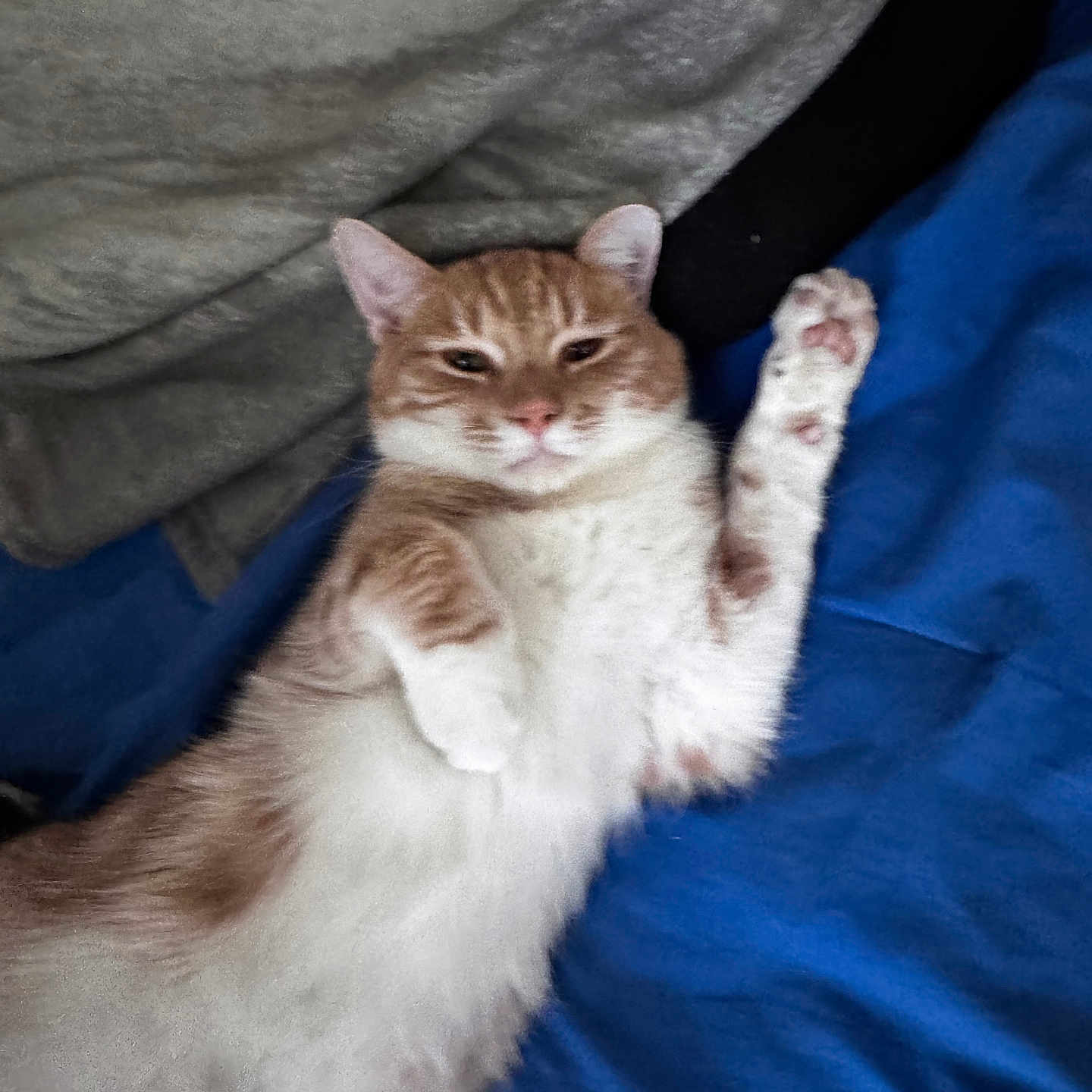 Bean